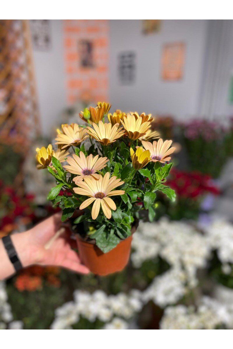 Thebestonline Osteospermum Sürpriz Renk Bodrum Papatyası Seti, 3 Adet
