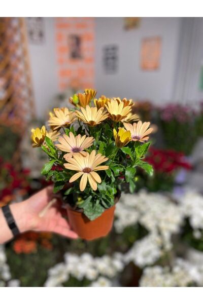 Thebestonline Osteospermum Sürpriz Renk Bodrum Papatyası Seti, 3 Adet