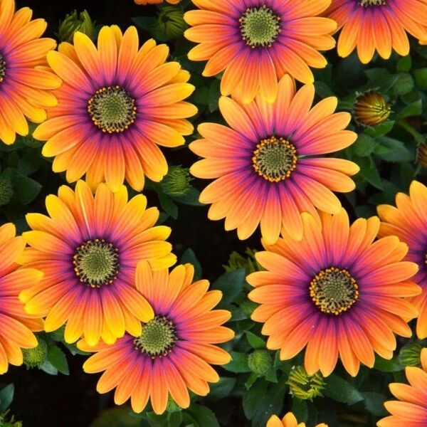 Thebestonline Osteospermum Sürpriz Renk Bodrum Papatyası Seti, 3 Adet