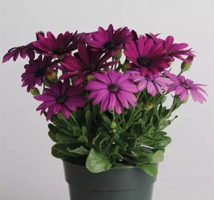 Thebestonline Osteospermum Sürpriz Renk Bodrum Papatyası Seti, 3 Adet