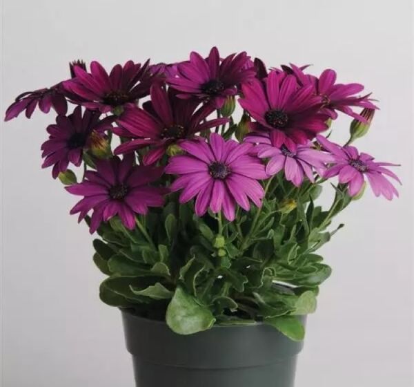 Thebestonline Osteospermum Sürpriz Renk Bodrum Papatyası Seti, 3 Adet