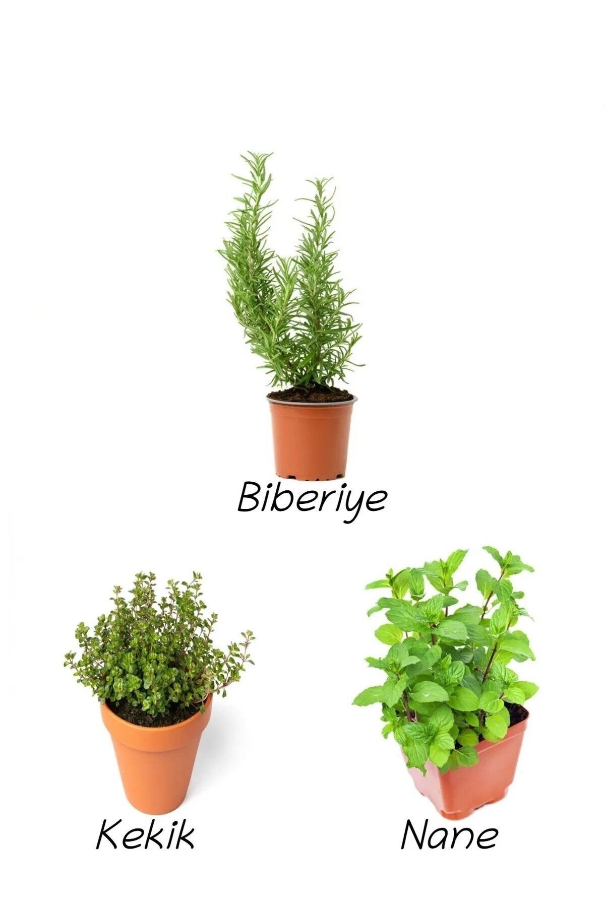 Thebestonlin, Kekik, Nane, Biberiye Seti