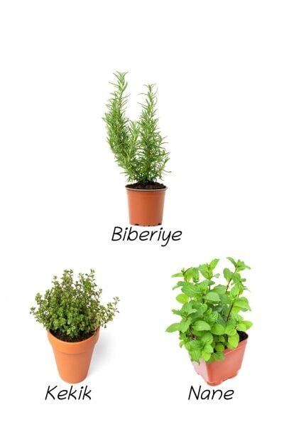 Thebestonlin, Kekik, Nane, Biberiye Seti