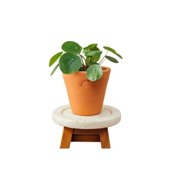 Thebestonline Pilea Peperomioides - Çin Para Çiçeği