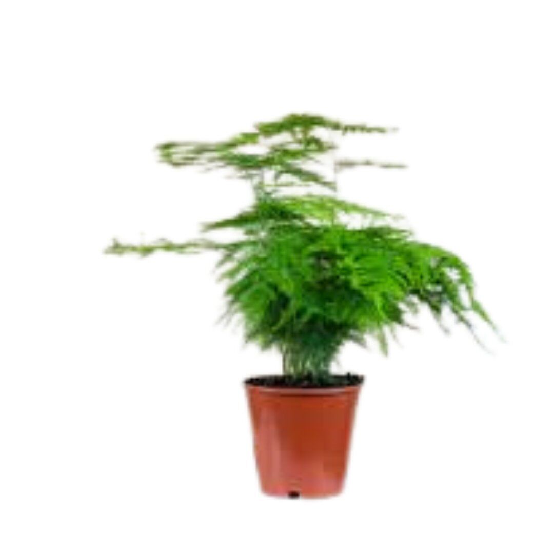Thebestonline Asparagus Setaceus - Kuşkonmaz Mini - Canlı İç Mekan Bitkisi