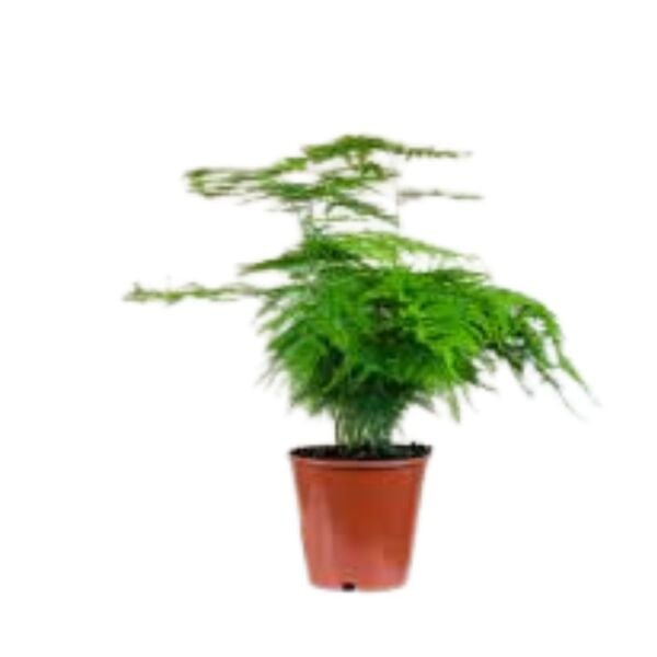 Thebestonline Asparagus Setaceus - Kuşkonmaz Mini - Canlı İç Mekan Bitkisi