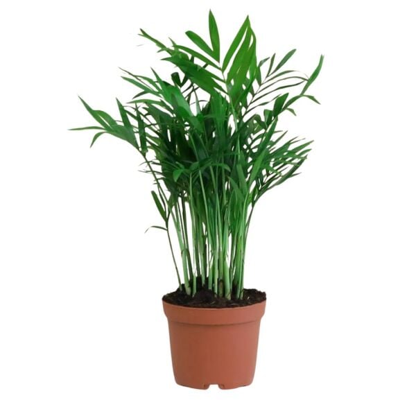 Thebestonline Şamadora Bitkisi Chamaedorea 30 Cm, Canlı Bitki