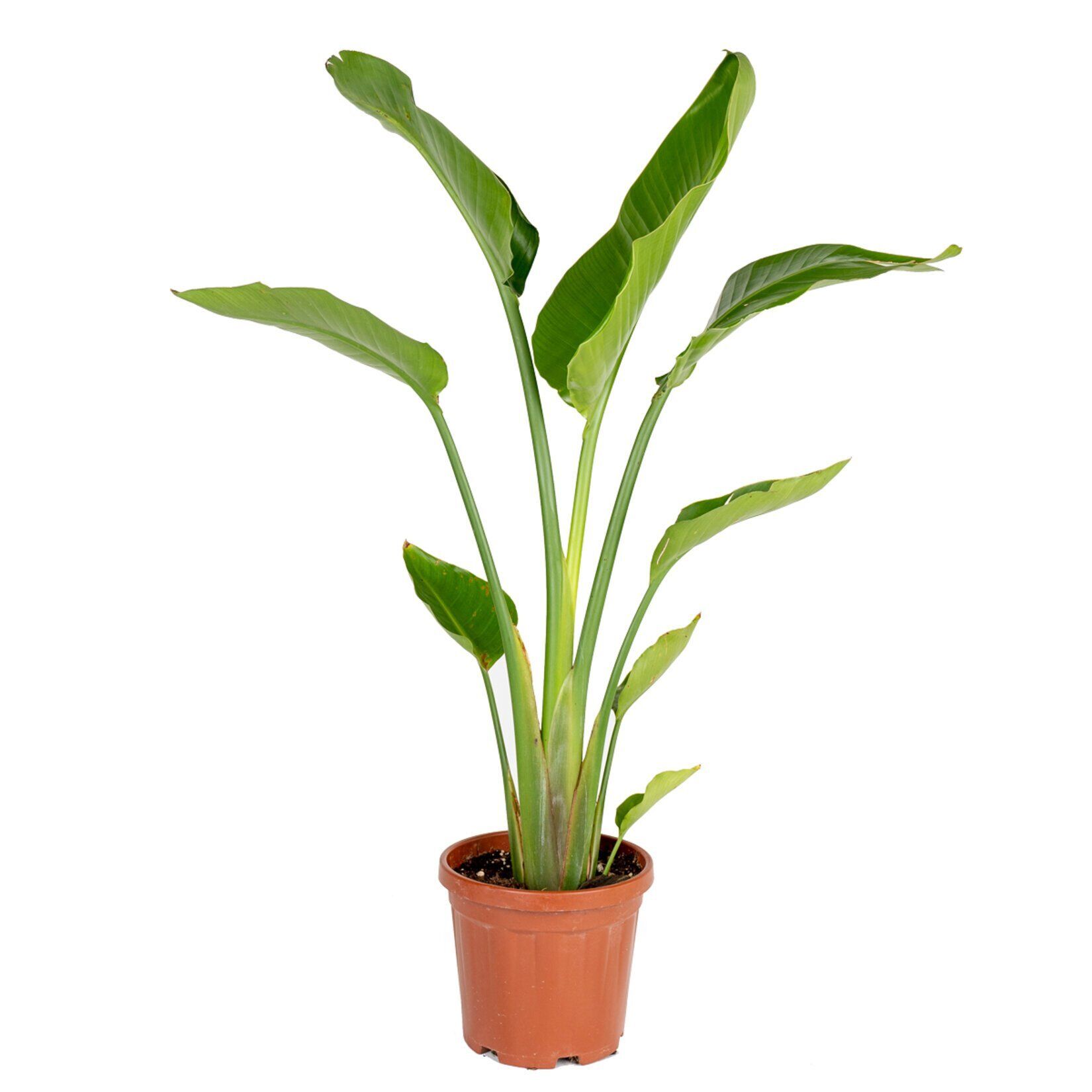Thebestonline Strelitzia Reginae, Starliçe Cennet Kuşu 20-40cm, Canlı Salon Bitkisi