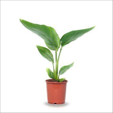 Thebestonline Strelitzia Reginae, Starliçe Cennet Kuşu 20-40cm, Canlı Salon Bitkisi