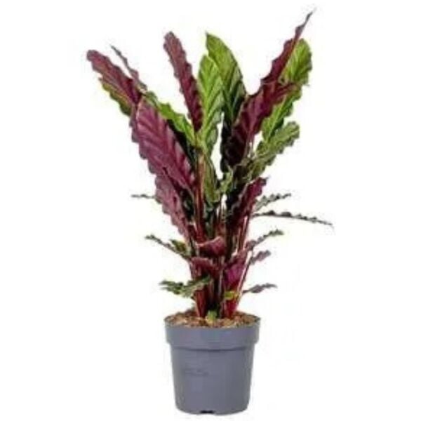 Thebestonline Calathea Rufibarba Wavestar - Kalatya Dua Çiçeği Canlı Salon Bitkisi