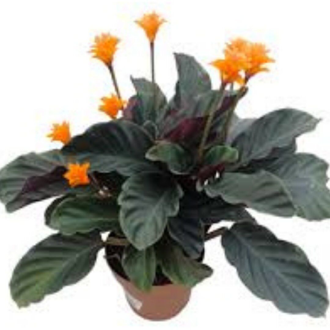 Thebestonline Calathea Crocata Tassmania Dua Çiçeği, Canlı Salon Bitkisi