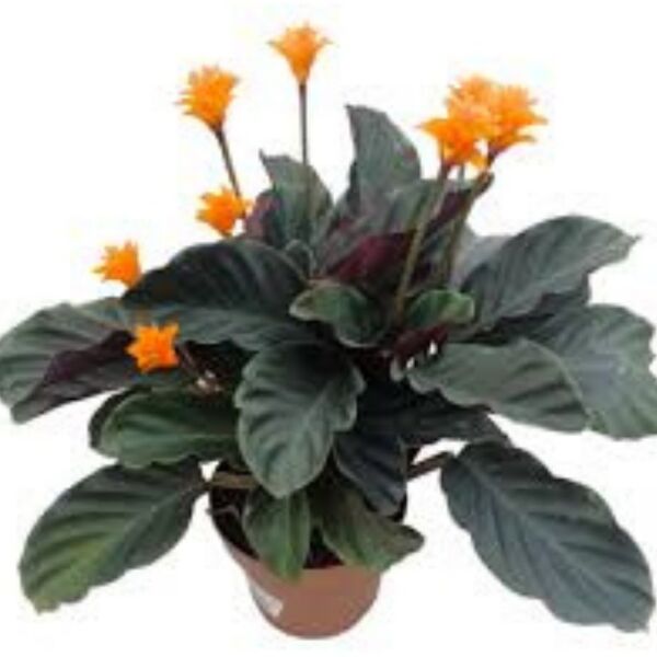 Thebestonline Calathea Crocata Tassmania Dua Çiçeği, Canlı Salon Bitkisi
