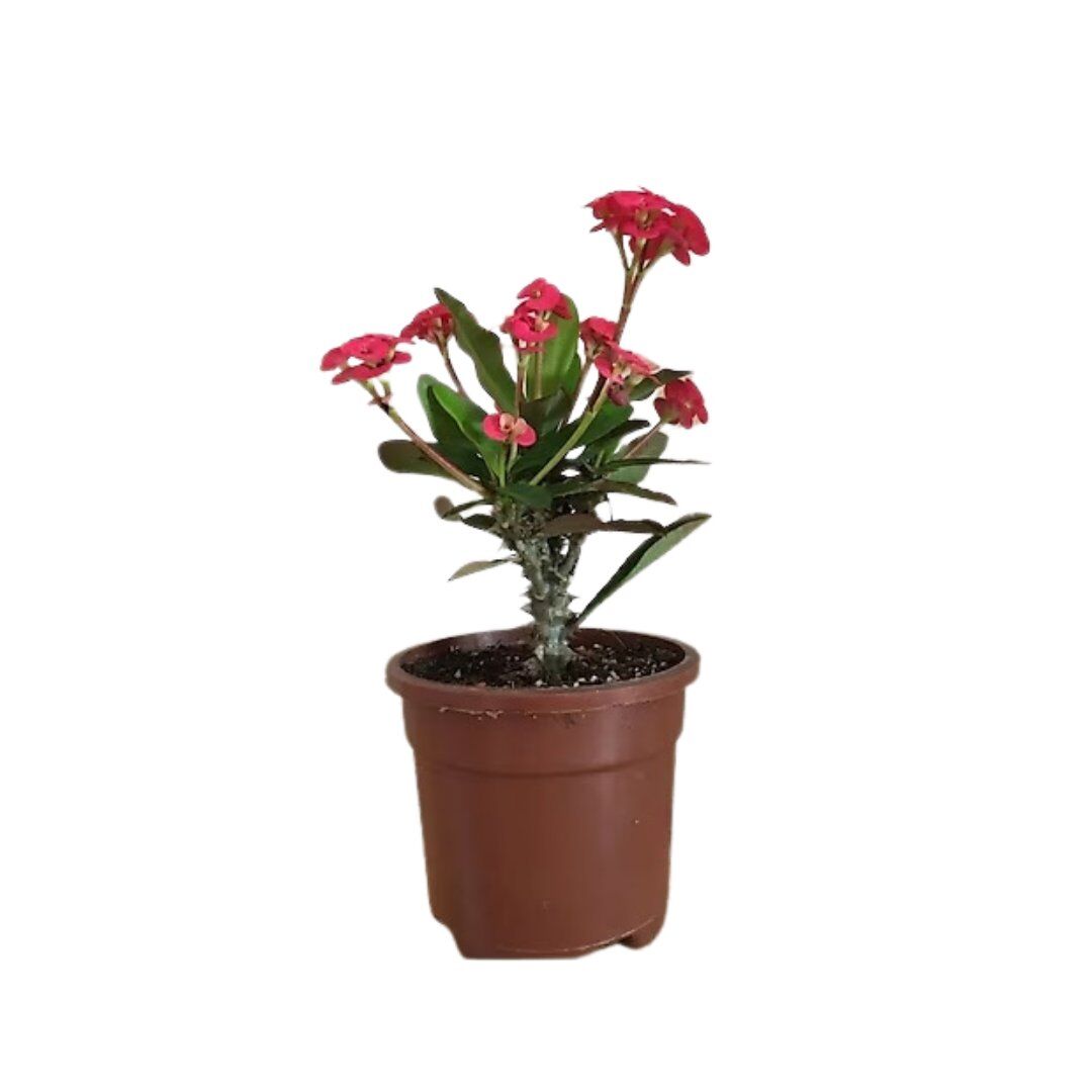 Thebestonline Euphorbia Milii Dikenler Tacı Canlı İç Mekan Bitkisi