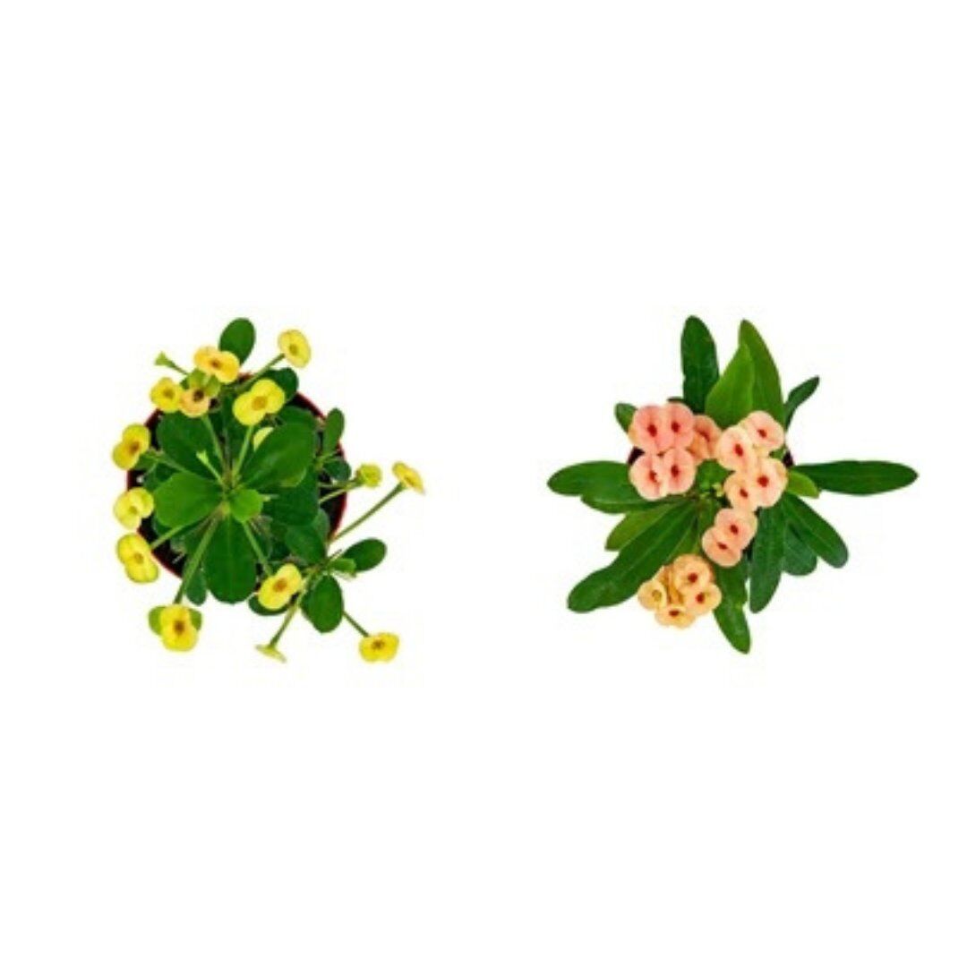 Thebestonline Euphorbia Milii Dikenler Tacı Canlı İç Mekan Bitkisi, 3 Adet