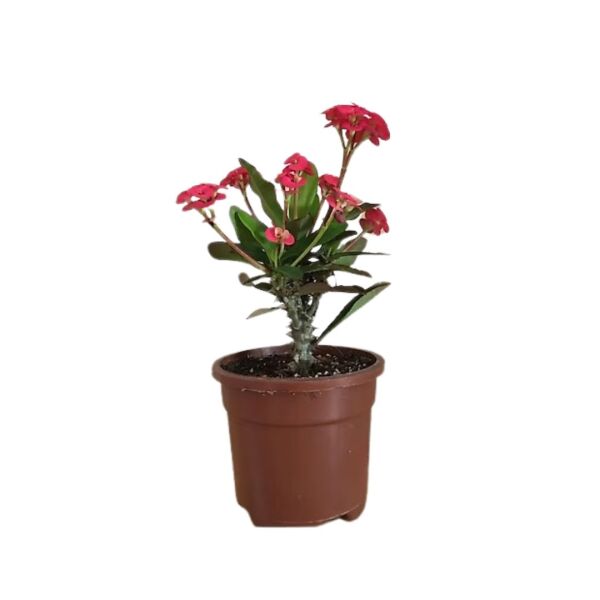 Thebestonline Euphorbia Milii Dikenler Tacı Canlı İç Mekan Bitkisi, 3 Adet
