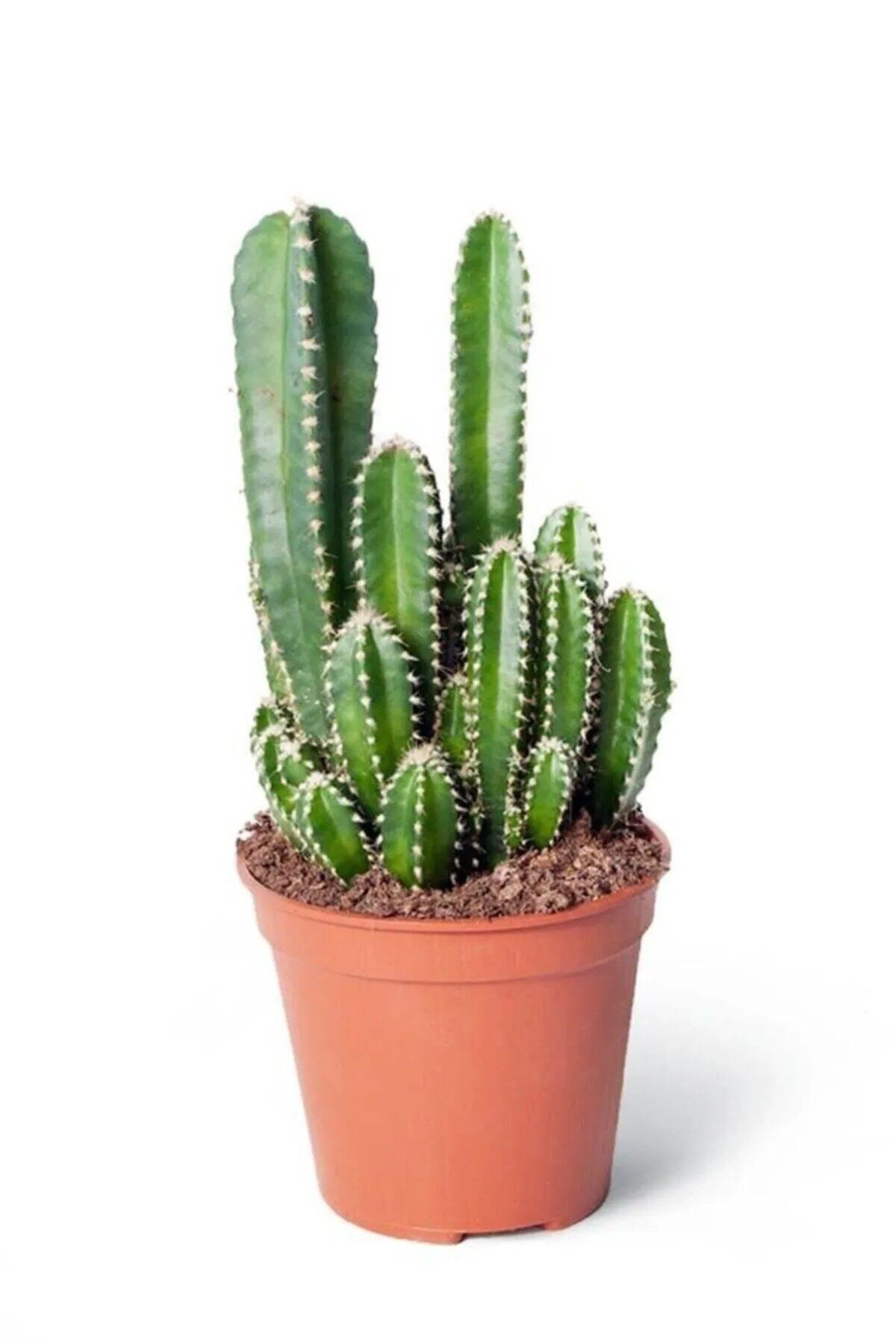 Thebestonline Cereus Peruvianus Florida - Radyasyon Emici Kaktüs Sukulent - 5.5 Cm, Canlı Bitki