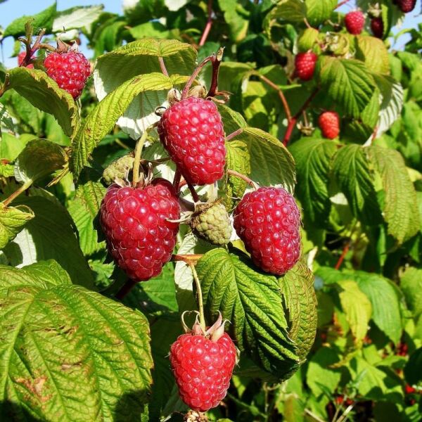 Thebestonline Ahududu Frambuaz Fidanı