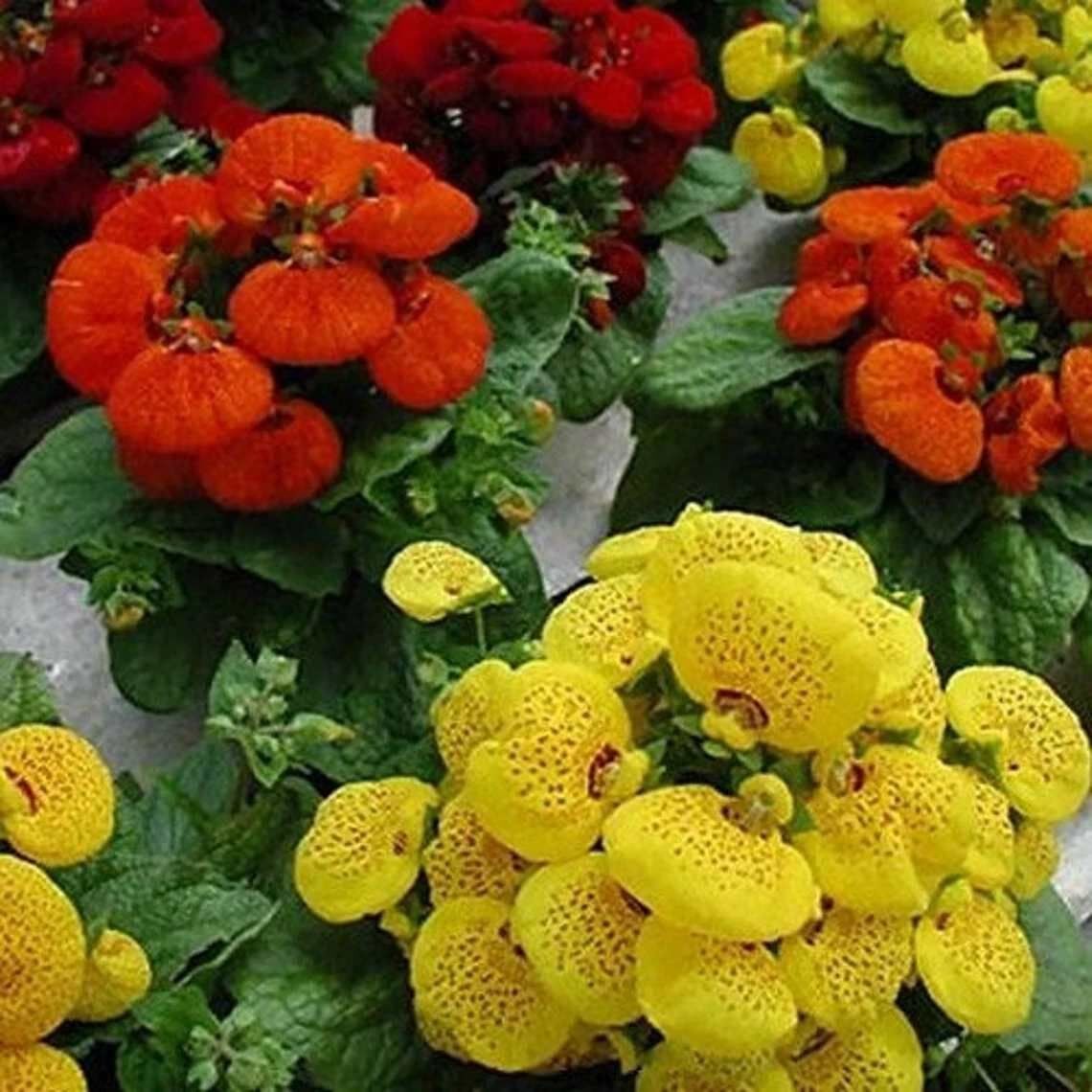 Thebestonline Çanta Çiçeği – Calceolaria, Hanım Çantası