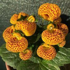 Thebestonline Çanta Çiçeği – Calceolaria, Hanım Çantası