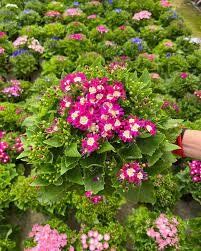 Thebestonline Pembe Sineralya ( sindirella ) Çiçeği