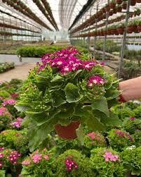 Thebestonline Pembe Sineralya ( sindirella ) Çiçeği