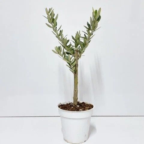 Thebestonline Zeytin Fidanı, 20-30 cm