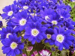 Thebestonline Mavi Sineralya ( sindirella ) Çiçeği