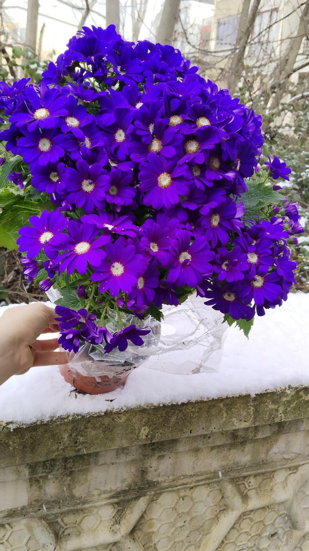 Thebestonline Mor Renk Sineralya ( sindirella ) Çiçeği