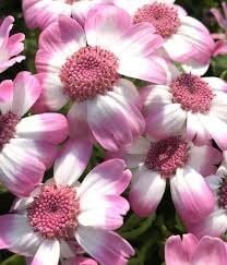 Thebestonline Toz Pembe Sineralya ( sindirella ) Çiçeği