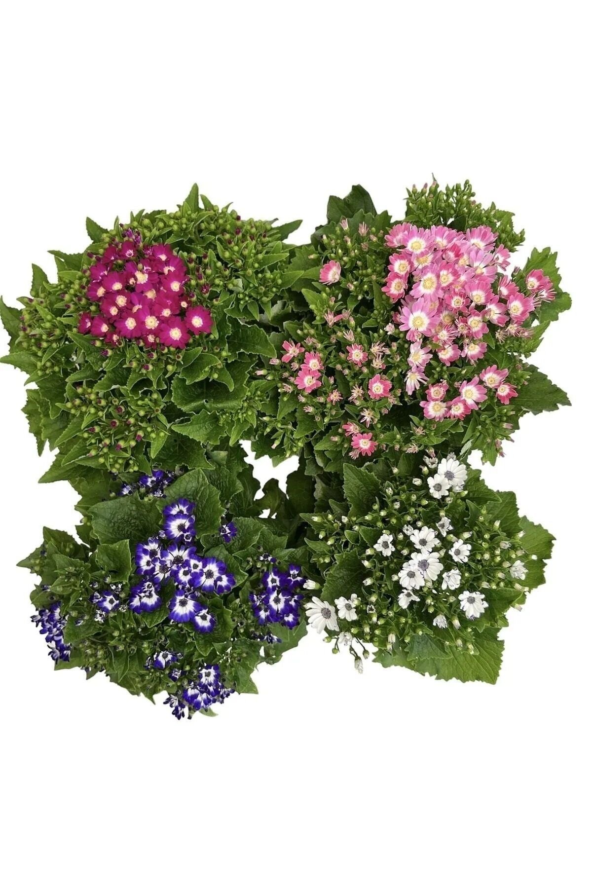 Thebestonline Sürpriz Renk Sineralya ( sindirella ) Çiçeği