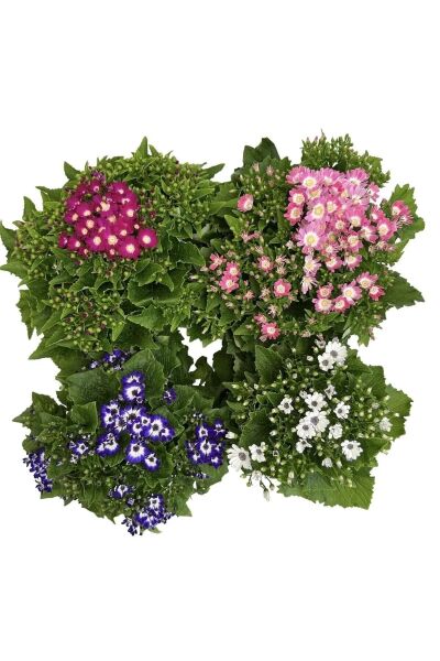 Thebestonline Sürpriz Renk Sineralya ( sindirella ) Çiçeği