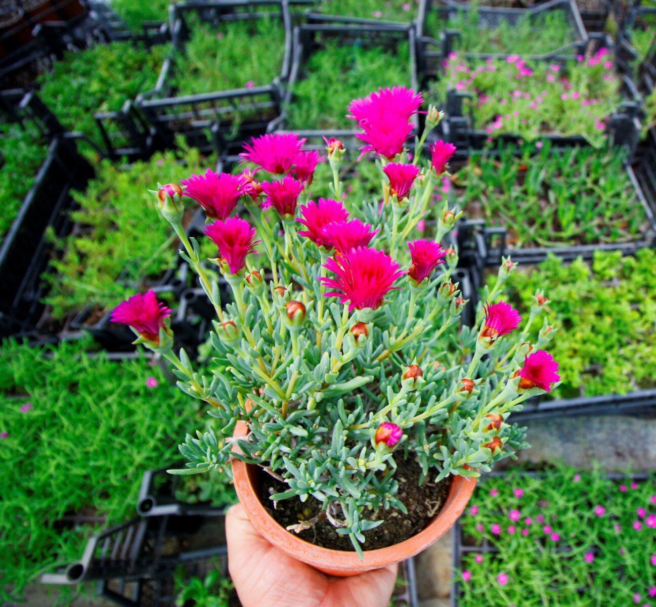 Thebestonline Carpobrotus Acinaciformis, Kaz Ayağı ( Izmir Güzeli ), 5 Adet Saksıda