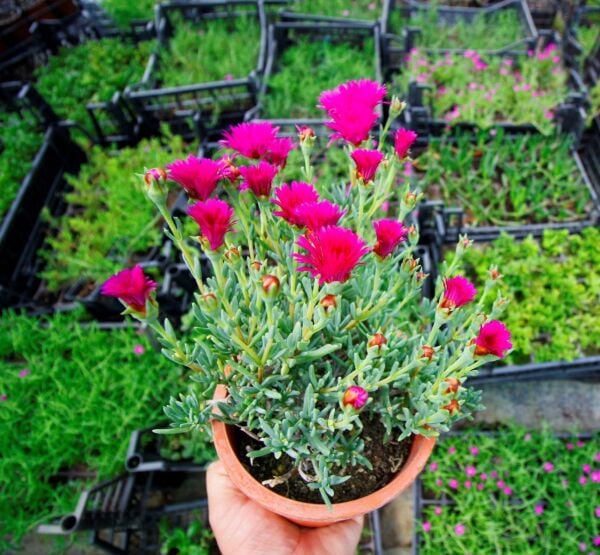 Thebestonline Carpobrotus Acinaciformis, Kaz Ayağı ( Izmir Güzeli ), 5 Adet Saksıda