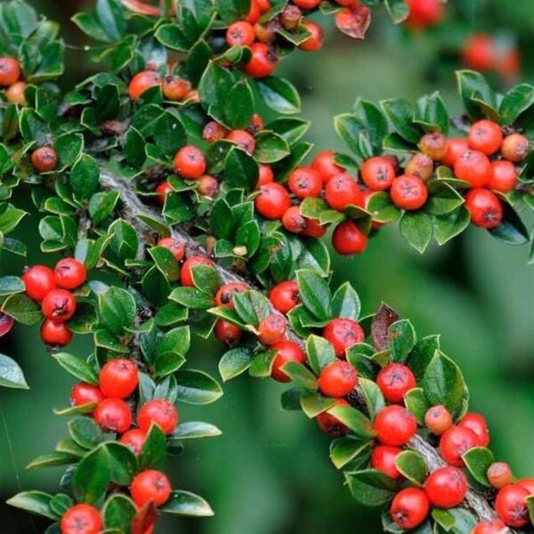 Thebestonline Herdem Yeşil Dağ Muşmulası, Cotoneaster,  3 Adet, Saksıda