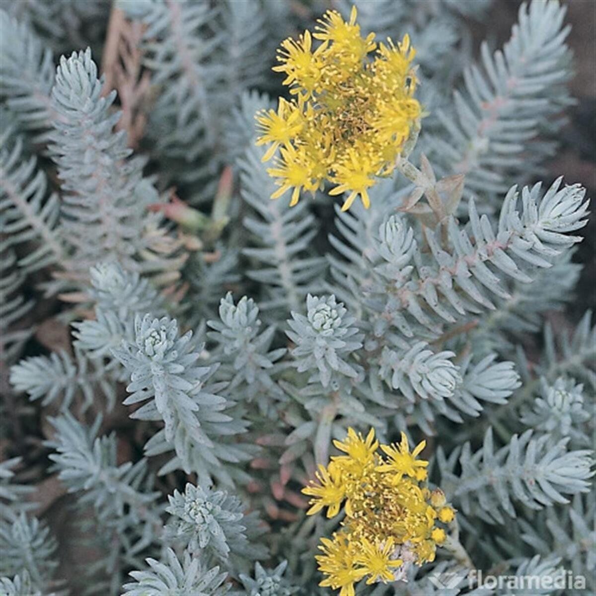 Thebestonline Sedum Feflexum, Mavi Sedum, Potta, 45 Adet