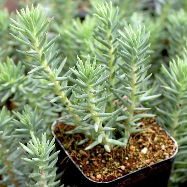 Thebestonline Sedum Feflexum, Mavi Sedum, Potta, 45 Adet