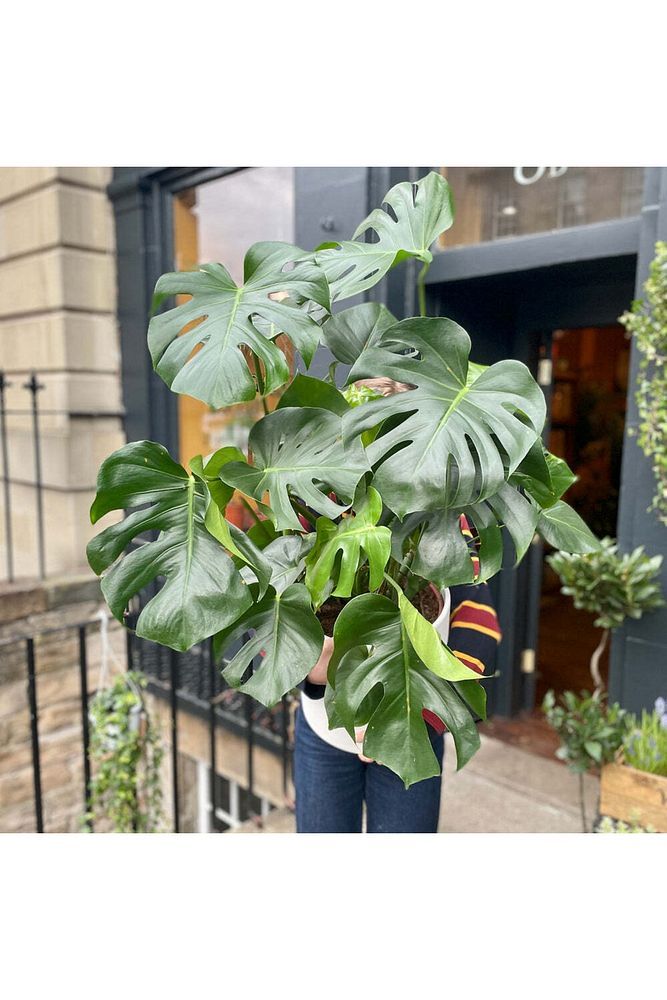 Monstera Dev Form Deve Tabanı 100 Cm
