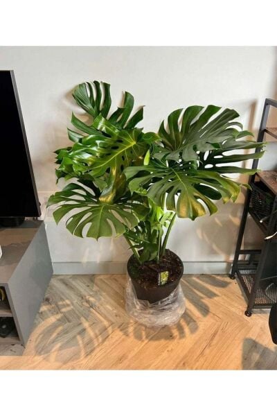 Monstera Dev Form Deve Tabanı 100 Cm