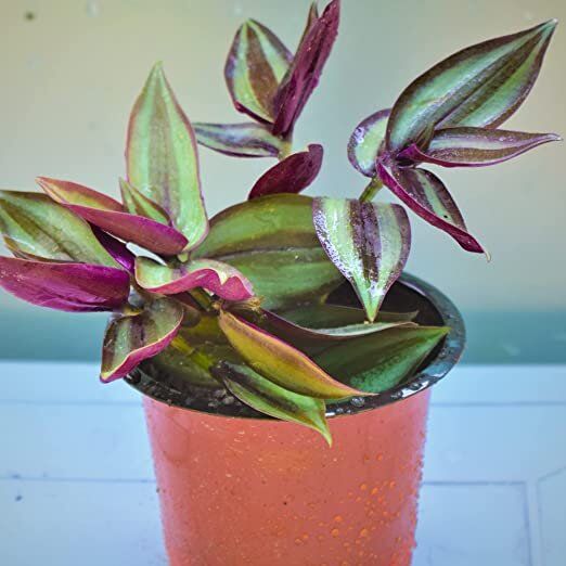 Thebestonline Tradescantia Zebrina Çiçeği, Mor Telgraf Çiçeği