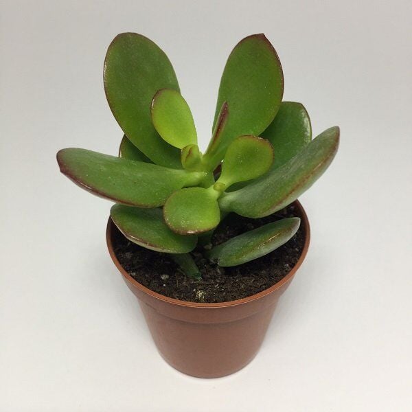 Thebestonline Para Ağacı Çiçeği Yeşim Bitkisi Mini Crassula Ovata