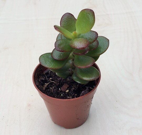 Thebestonline Para Ağacı Çiçeği Yeşim Bitkisi Mini Crassula Ovata
