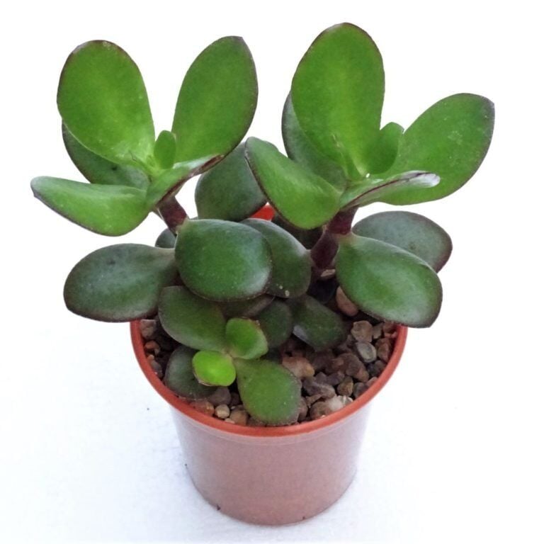 Thebestonline Para Ağacı Çiçeği Yeşim Bitkisi Orta Boy Crassula Ovata