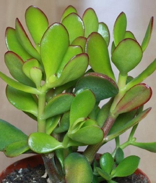 Thebestonline Para Ağacı Çiçeği Yeşim Bitkisi Büyük Boy Crassula Ovata