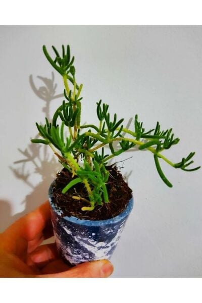 Thebestonline Acem Halisi Çicegi Fidesi (4 adet -yer örtücü-mezar örten cicek (10-15cm)