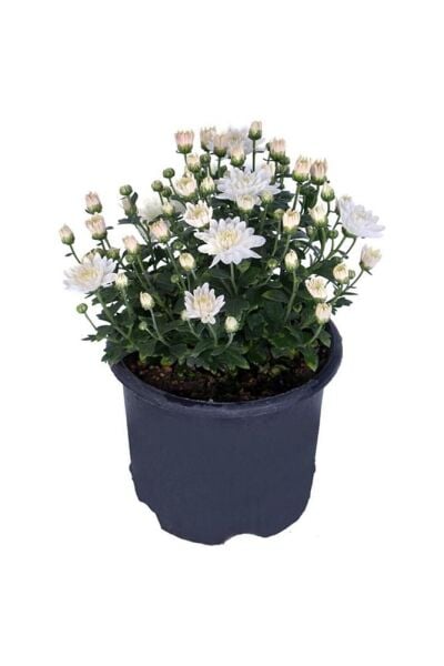 Chrysanthemum Beyaz Renk Kasımpatı Çiçeği 1 Adet Saksılı Salon Çiçeği