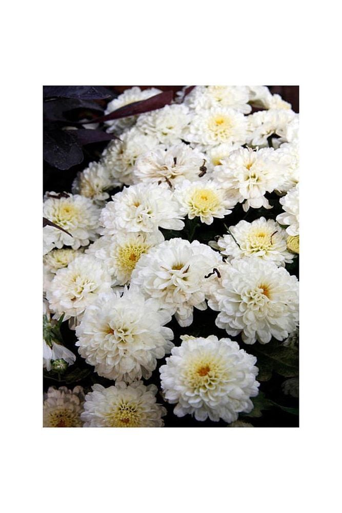 Chrysanthemum Beyaz Renk Kasımpatı Çiçeği 1 Adet Saksılı Salon Çiçeği