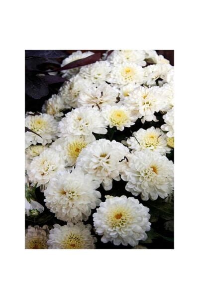 Chrysanthemum Beyaz Renk Kasımpatı Çiçeği 1 Adet Saksılı Salon Çiçeği