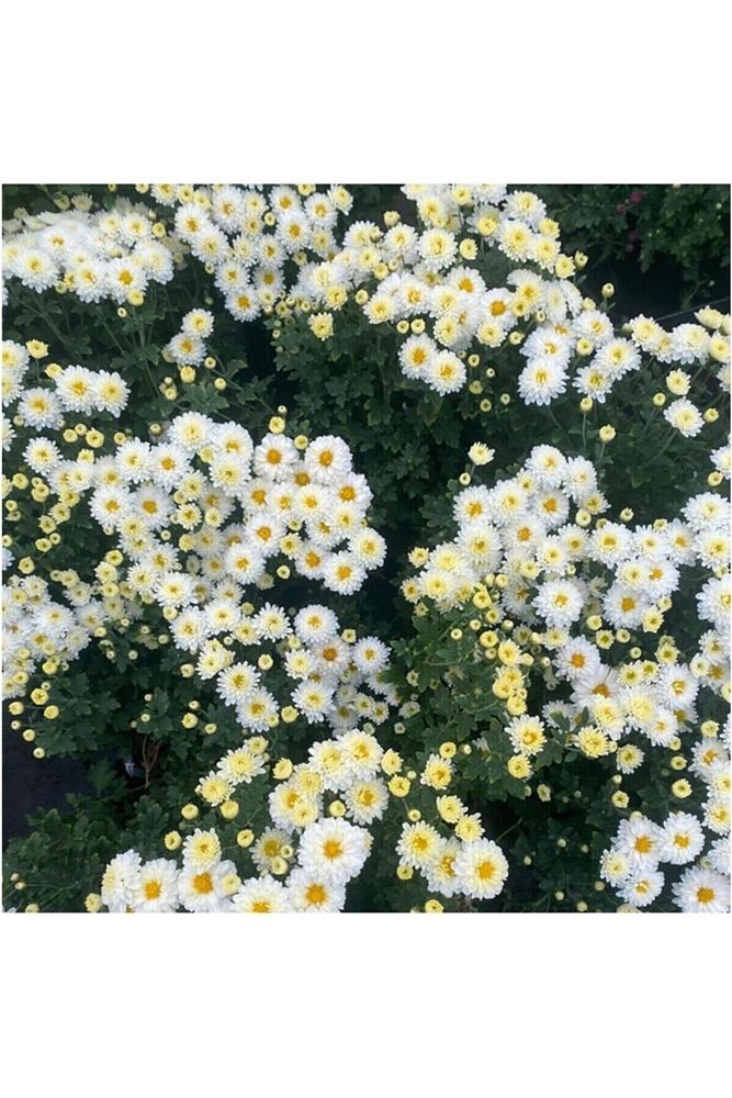Chrysanthemum Beyaz Renk Kasımpatı Çiçeği 1 Adet Saksılı Salon Çiçeği