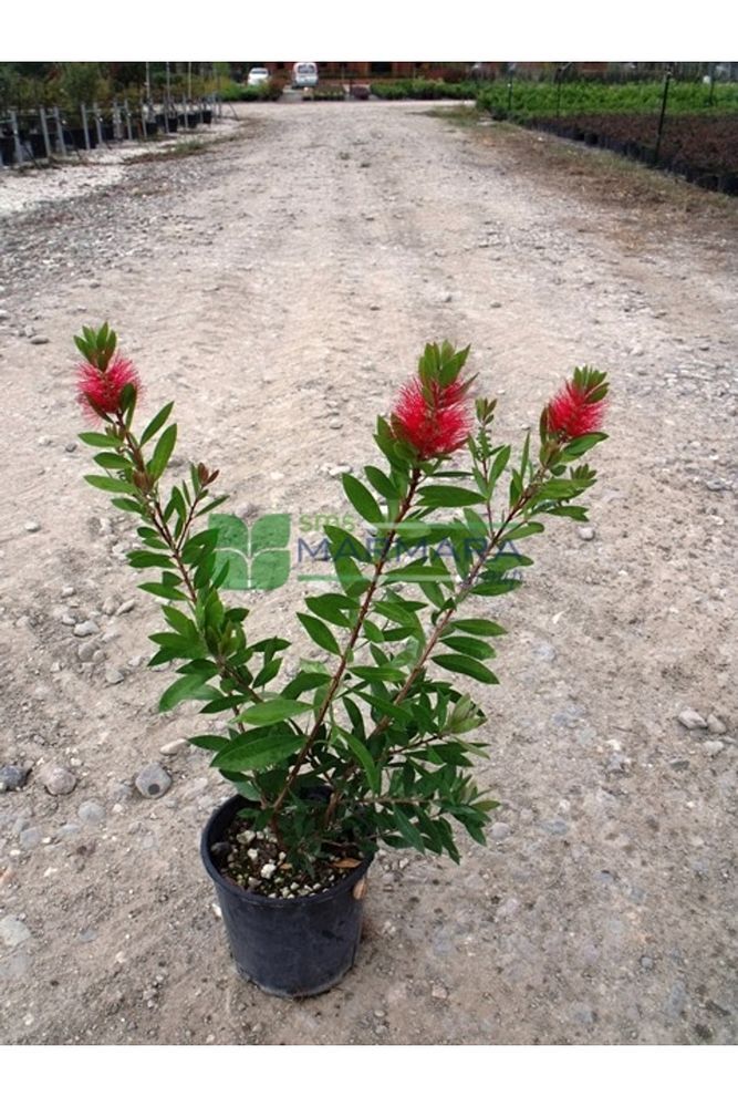 Thebestonline 50-90 Cm Fırça Çalısı Callistemon Laevis