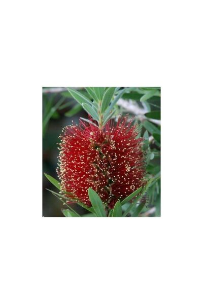 Thebestonline 50-90 Cm Fırça Çalısı Callistemon Laevis